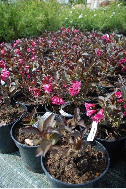 Вейгела квітуча Олександра - 0,5-3л/вис.15-20см/Ø10-15см